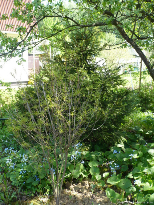 Крушина Aspleniifolia, свежепересаженная