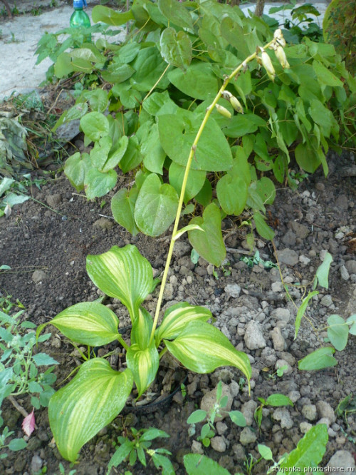 Hosta Hollywood Lights