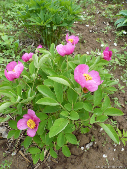 Пион крымский Paeonia daurica