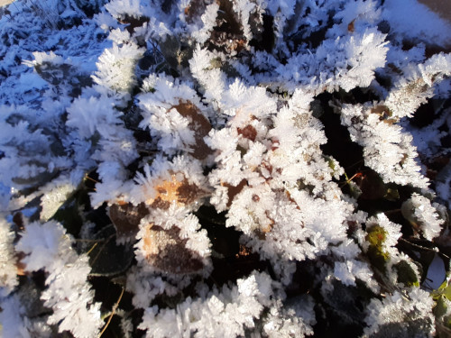 20201211_115028e4d41c3aa83fb1dd.jpg