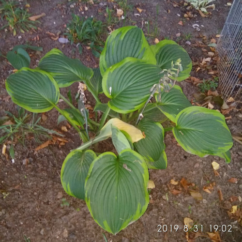 IMG 20190831 190201