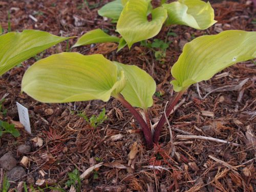 RED-BULLbc3abf775f623548.jpg