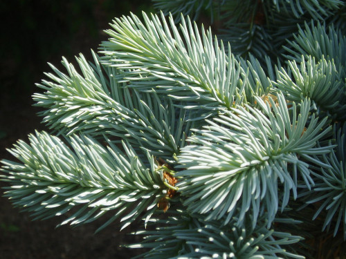 picea-pungens-shiloh-weeping-3-may-2007-jpg6316d1be230e802b.jpg