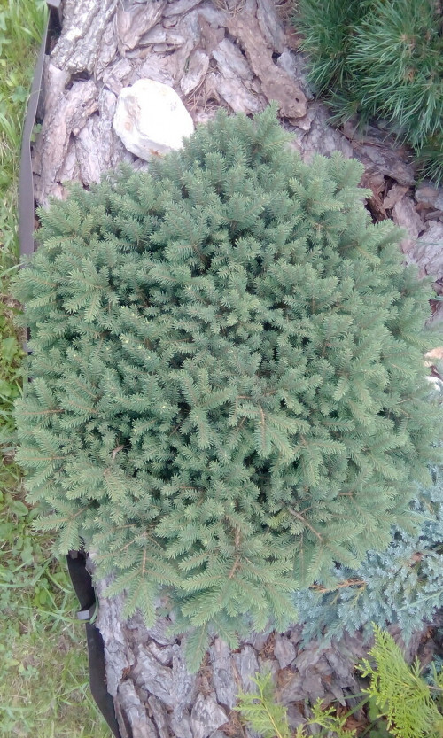 Picea omorika karel 161047