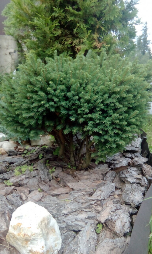 Picea omorika karel 161956