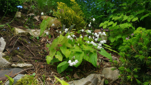 diphyllum-alba-20-1-TEPER-POD-KIZILOM5bc9350015714664.jpg