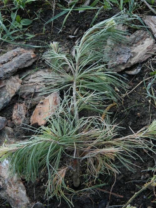 strobus pendula 3 года