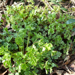 P1220087af763672a0f48cab