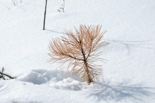 pinus_ponderosa84724b44e0d0103f.jpg