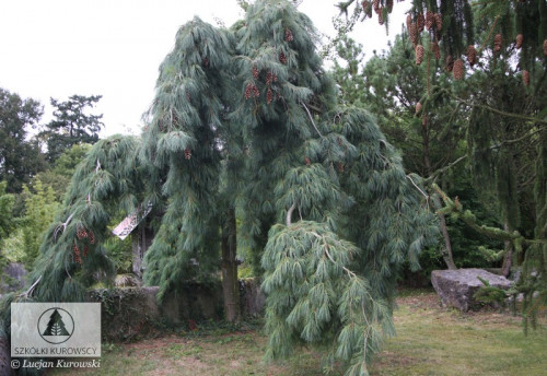 Pinus strobus Pendula big