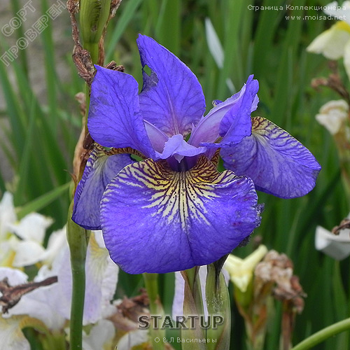 sibirskiy_iris_StartUP3f9930543526e0e1b.jpg