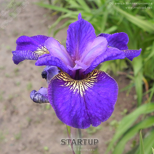 sibirskiy_iris_StartUPe2746911e6851f1d.jpg