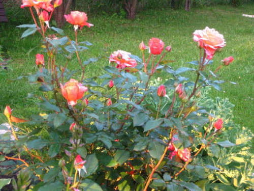 BELVEDER-3753d7af4aef35d9d.jpg