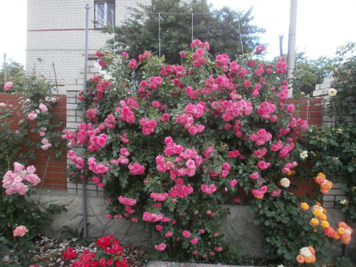 Изображение 206 501592