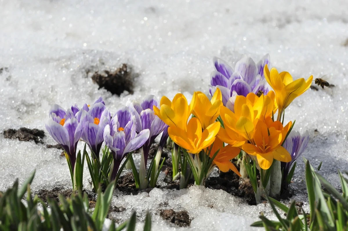 С первым днем весны природа. Пролески, подснежники, крокусы. Первоцветы крокусы. Крокусы, пушкиния, Сцилла. Желтые первоцветы крокусы.