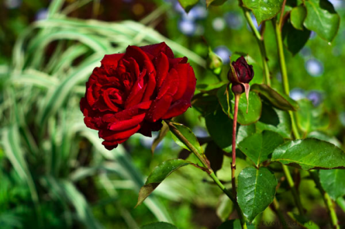 DSC_0206dcd3ae1f0869a594.png
