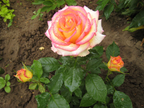 rose10918b5f981656aa6.png