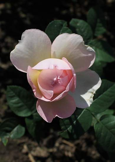 DZENTL-GERMIONY-POLUROSPUSK0a5486ec39486908.jpg