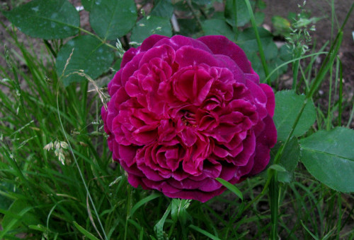 'Munstead Wood'-David Austin,2007