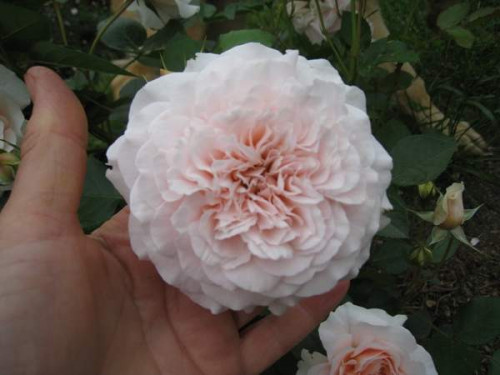 Bredon-2a16ab47d46b8fe87.jpg