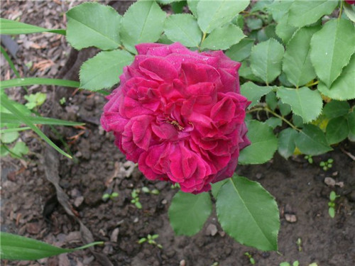 5c43427132e6