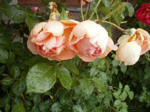 IZOBRAZENIE-233f323dd14e1579936.jpg