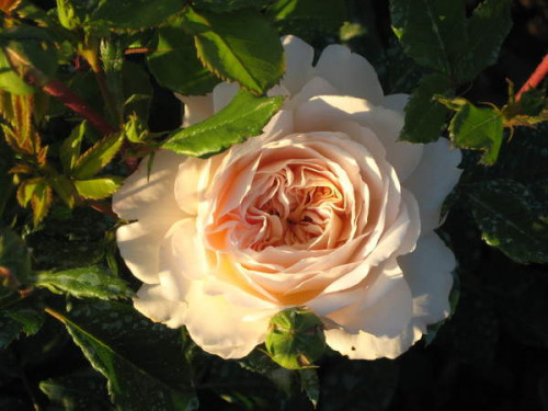 KROKUS867132574de5b564.jpg