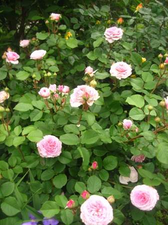 IMG_0870---KOPIY8055b2d68a93eb6a.jpg