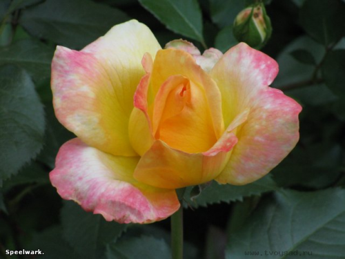 17bf6751c5d403de6.png