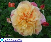 5606cdff24e3t