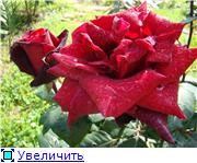 58c77f4806bdt