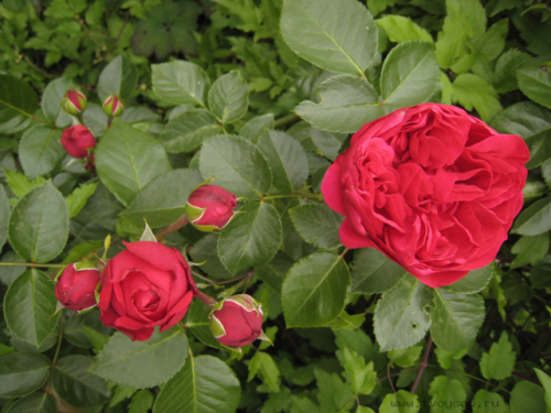 IDEN-ROUZ169a401f1b618f03.png