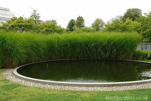 Miscanthus-Gracillimus9927-1024x683aa61bdce5d9635cc.jpg