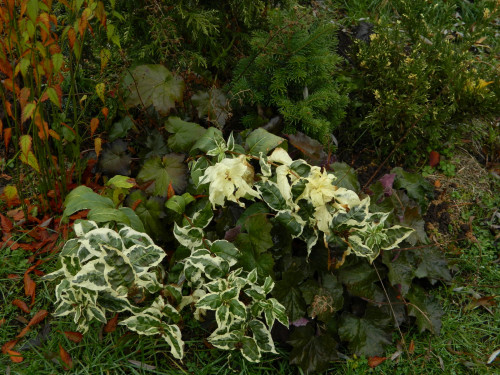 Диервилла sessilifolia