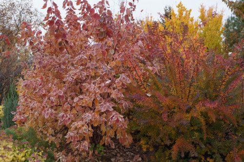 DSC019759ad2323b6903cddf.jpg