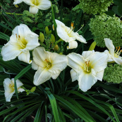 IMG_20210721_185218cfc3942592686391