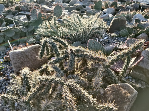 Coldhardycactusde94a2b44d8f9dca.jpg