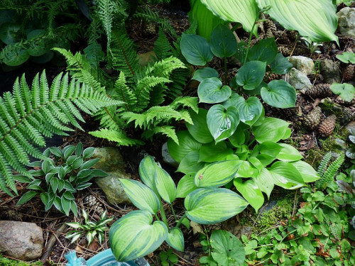 Lipiec_June_Appletini_Floratini_Dryopteriswallichiana_DixieChickadee_LimeFizz_PolystichumsetiferumCongestum_Amalia_AthyriumfilixfeminaDresDaggere4feee8b6b4448db.jpg
