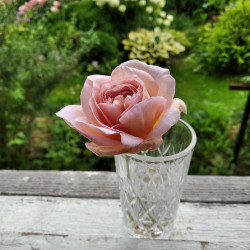 IMG_20200816_15301539f7ab1cb7a22e1b