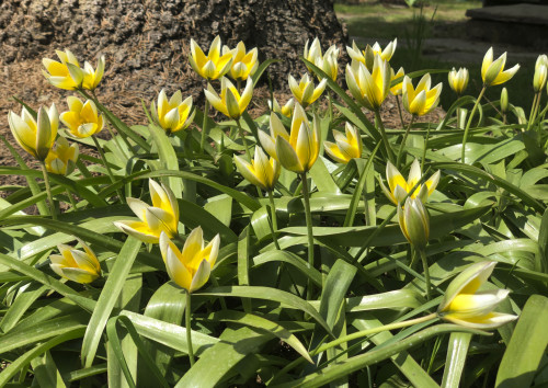 Tulipa dasystemon tarda