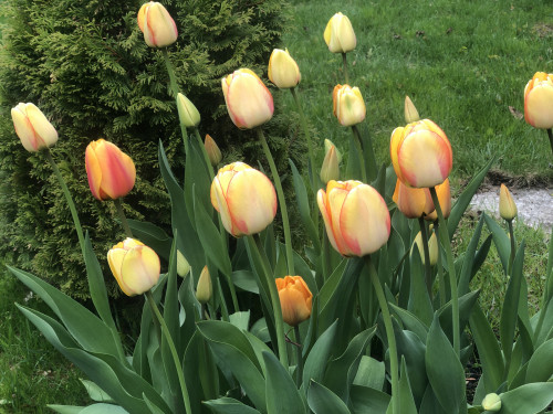 Тюльпаны Beauty of Spring и Cash