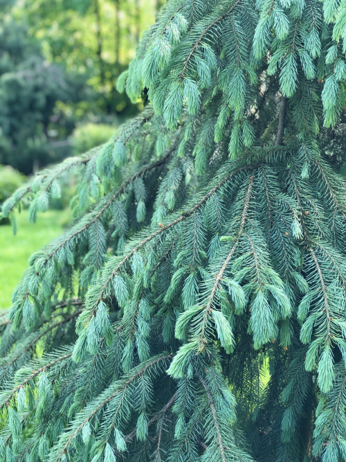 Picea engelmannii Bush’s Lace