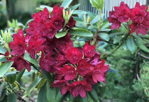 Rhododendron Francesca 22