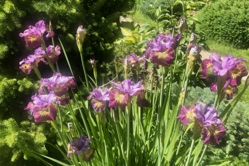 Iris sibirica Miss Apple