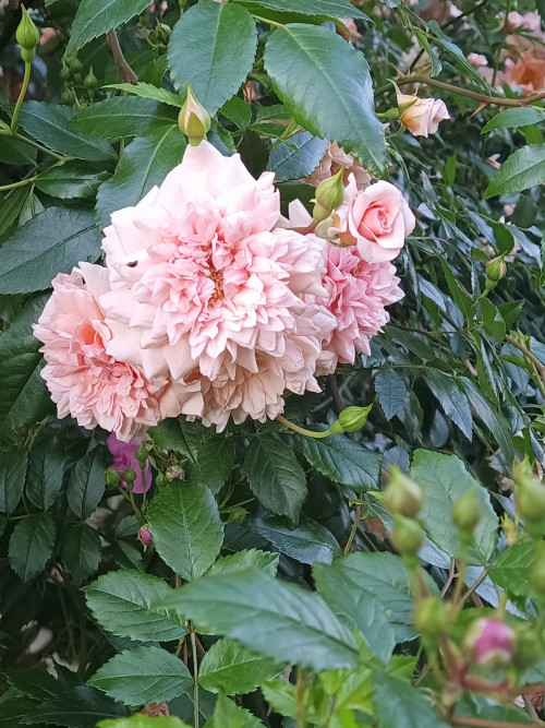 IMG 20220705 054540 445
