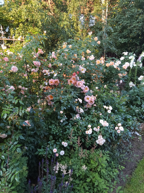 IMG 20220705 061753 921