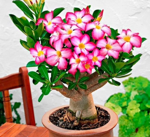 Безымянный