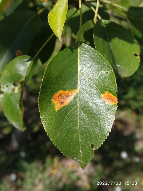 pear leaf