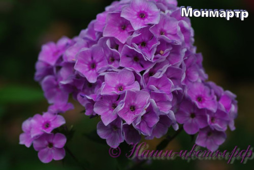 MONMARTR_1d4b49f685f3c34a.jpg