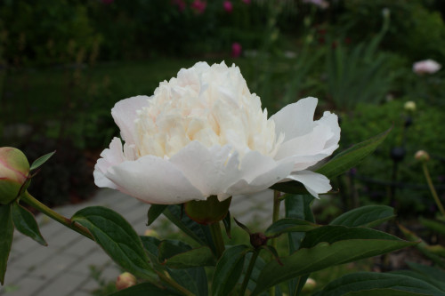 SONY DSC